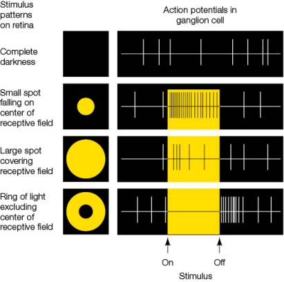 Refer to the figure, which shows the rate of action potentials in a ganglion cell.   The rate of action potentials in the ganglion cell being monitored is highest when A)  a small spot of light is delivered to the center of the receptive field. B)  the receptive field is in complete darkness. C)  the entire receptive field is presented with a large spot of light. D)  light outside of the receptive field is delivered. E)  a ring of light excluding the center of the receptive field is delivered.