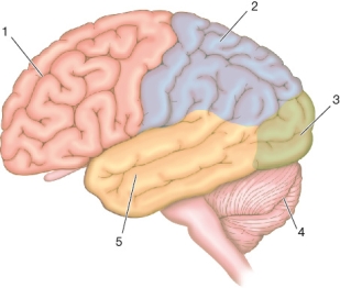 Refer to the figure.   If a person's vision is intact but he is unable to detect motion, which numbered region of the brain is most likely damaged? Identify the region.