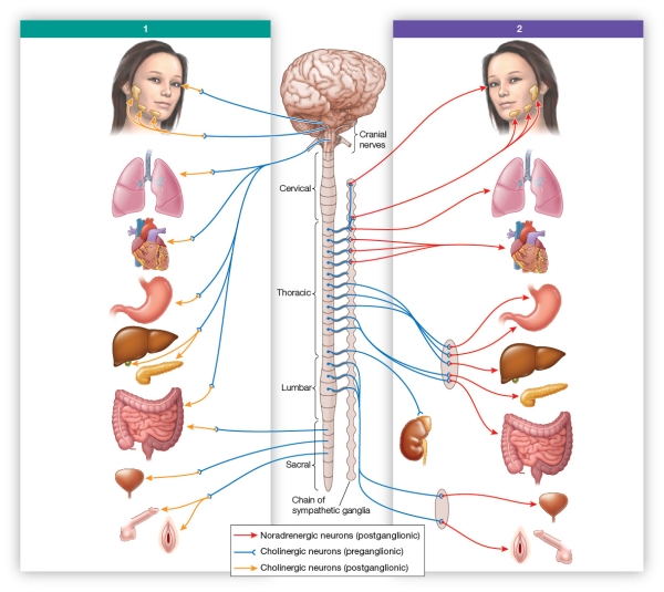 Refer to the figure.   Identify the divisions of the autonomic nervous system labeled 1 and 2 in the figure based on their anatomy.Then compare these divisions with respect to neurotransmitters used and effect on heartbeat.