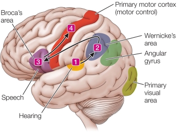 Refer to the figure.   The figure shows the language areas of the cortex involved in repeating a heard word.Damage to which of the four numbered brain regions would leave a person without the ability to understand spoken language?