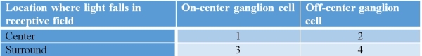 Choose the correct answer option to complete the table below.Answers should be ordered from 1 to 4 and concern whether on-center and off-center ganglion cells would be excited or inhibited by light falling on particular locations of the receptive field.   A)  excited; excited; inhibited; inhibited B)  inhibited; excited; inhibited; excited C)  excited; inhibited; excited; inhibited D)  excited; inhibited; inhibited; excited E)  inhibited; inhibited; excited; excited