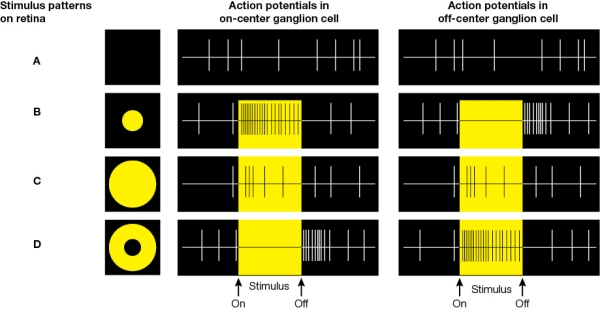 Refer to the figure below showing how on-center and off-center ganglion cells of the retina encode patterns of contrast between light and dark.Choose the answer option that includes the correct patterns of stimulation that match the activity of on-center and off-center ganglion cells, starting with Row 1 (A)  and ending with Row 4 (D) .   A)  Complete darkness; small spot of light falling on the center of the receptive field; large spot of light covering both the center and surround of the receptive field; ring of light covering the surround of the receptive field but not the center B)  Large spot of light covering both the center and surround of the receptive field; small spot of light falling on the center of the receptive field; ring of light covering the surround of the receptive field but not the center; complete darkness C)  Ring of light covering the surround of the receptive field but not the center; large spot of light covering both the center and surround of the receptive field; small spot of light falling on the center of the receptive field; complete darkness D)  Small spot of light falling on the center of the receptive field; complete darkness; large spot of light covering both the center and surround of the receptive field; ring of light covering the surround of the receptive field but not the center E)  Large spot of light covering both the center and surround of the receptive field; ring of light covering the surround of the receptive field but not the center; small spot of light falling on the center of the receptive field; complete darkness
