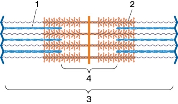 Refer to the figure showing the components of a sarcomere.   Which statement about the structures shown in the figure is true? A)  Structure 1 consists of three chains made of monomers. B)  Structure 1 shortens in length as contraction occurs. C)  Structure 2 includes  heads  that hydrolyze ATP. D)  Structure 3 increases in length as contraction occurs. E)  Structure 4 increases in length as contraction occurs.