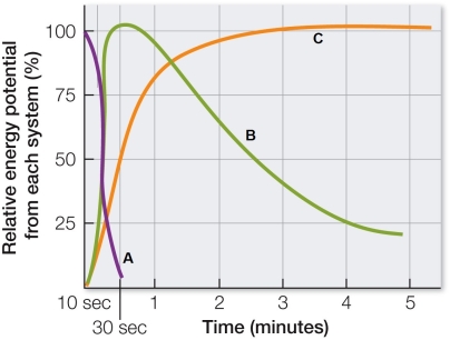Refer to the graph showing the capacity of three systems that provide ATP for muscle contraction.   Based on the graph, which statement is true? A)  The system of curve A metabolizes carbohydrates to pyruvate and lactate. B)  The system of curve B comes on line within seconds but lacks sustained efficiency. C)  The system of curve B uses ATP produced by oxidative metabolism. D)  The system of curve C uses preformed ATP and creatine phosphate. E)  The system of curve C enables fast-twitch fibers to generate force quickly.
