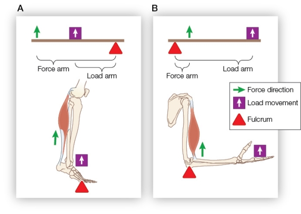 Refer to the figure showing different lever systems.   The position of the fulcrum and the ratios of the lengths of the load arm and force arm indicate that lever(s)  _______ is/are _______. A)  A; maximized for speed because the ratio of the load arm to force arm is 1:2 B)  B; maximized for speed because the ratio of the load arm to force arm is 5:1 C)  A and B; both maximized for force because the fulcrum is not positioned between the load arm and force arm D)  A; a class 1 lever because the fulcrum is located between the load and the point of force application E)  B; a class 2 lever because the load is located between the fulcrum and the point of force application