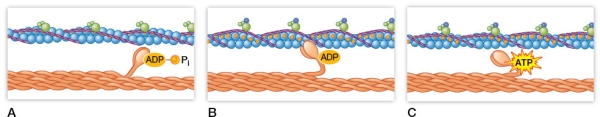 Refer to the figure showing various stages of a contraction cycle in a sarcomere.   Which panel shows a muscle that could be in rigor mortis? Explain the reasoning behind your answer.