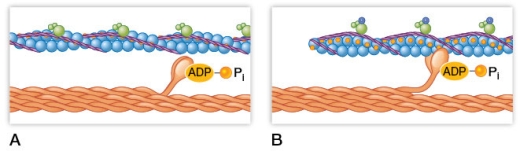 Refer to the figure showing various stages of a contraction cycle in a sarcomere.   What has happened between panels A and B that has allowed myosin to attach to actin?