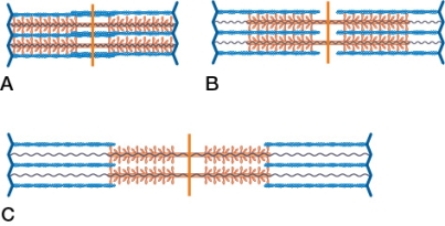 Refer to the figure showing sarcomeres of various lengths.   Which sarcomere(s) is/are poised to generate the greatest amount of force? Which sarcomere(s) is/are poised to generate the least amount of force? Explain your answer.