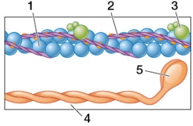 Refer to the figure.   If the purple structure labeled 2 was not present, what would be the most likely position for the structure labeled 5? A)  Bound to one of the green structures labeled 3 B)  Bound somewhere along the blue structure labeled 1 C)  Bound to the tan structure labeled 4 D)  Released from the tan structure labeled 4 and bound somewhere along the blue structure labeled 1 E)  Released from the structure labeled 4 and bound to one of the structures labeled 3