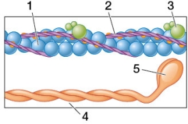 Refer to the figure.   If the structures in the figure are exposed to calcium ions, to which structure will the ions bind? A)  1 B)  2 C)  3 D)  4 E)  5