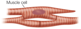 Refer to the figure.   In what organ(s)  would you find this type of muscle cell? A)  Heart B)  Small intestine, only C)  Intestines and stomach D)  Liver and kidney E)  Tongue