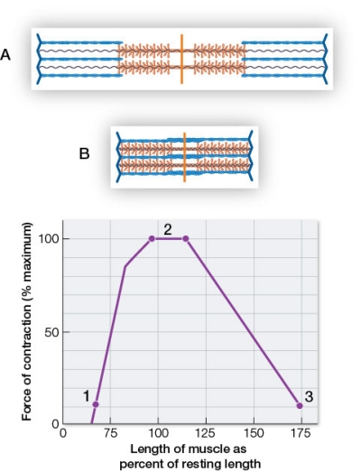 Refer to the figure relating sarcomere length to the force a muscle can generate.   At the beginning of a pull-up, the sarcomeres in your biceps are best represented by _______.As you get within an inch of the bar, the same sarcomeres are best represented by _______. A)  A and 1; B and 2 B)  B and 1; A and 3 C)  A and 2; B and 3 D)  B and 3; A and 2 E)  A and 3; B and 1