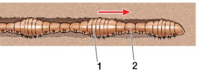 Refer to the figure.   The animal shown is able to move using the circular and longitudinal musculature within each segment.In the segment labeled 1, _______, and in the segment labeled 2, _______. A)  longitudinal muscles are contracted; circular muscles are contracted B)  longitudinal muscles are relaxed; circular muscles are contracted C)  circular muscles are contracted; circular muscles are relaxed D)  circular muscles are relaxed; longitudinal muscles are contracted E)  longitudinal muscles are contracted; circular muscles are relaxed