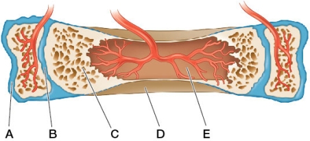 Refer to the figure of growing bone.   Which statement the bone shown is true? A)  If structure B is damaged, the bone may end up being shorter than normal. B)  The cells in structure A are primarily osteocytes. C)  The spaces in the region marked C will become filled in by Haversian systems when the bone has finished growing. D)  The type of bone labeled D lacks a blood supply. E)  The space labeled E will become filled in by spongy bone when the bone has finished growing.