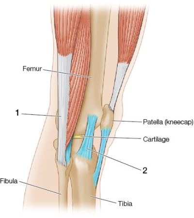 Refer to figure showing the knee joint and the bones and muscles of the human leg.   The structure labeled 1 is _______; the structure labeled 2 is _______. A)  flexible and elastic; flexible and not elastic B)  stiff and not elastic; flexible and elastic C)  a ligament; flexible and elastic D)  a tendon; stiff and elastic E)  flexible and not elastic; a ligament