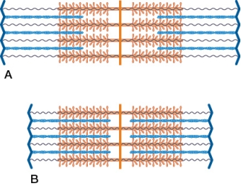 Refer to the figure of sarcomeres.   If panel A represents a sarcomere in a resting muscle, then panel B represents a sarcomere in a _______ muscle.