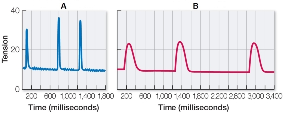 Refer to the graphs comparing the amount of tension generated by slow-twitch versus fast-twitch muscle fibers.   Graph _______ would most likely be associated with a sprinter.
