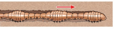 Refer to the figure showing an earthworm.   The earthworm is able to move using its _______ skeleton and body musculature.