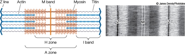 Refer to the figure showing a sarcomere when it is relaxed.   When the muscle contracts, _______ will become more narrow in the sarcomere. A)  only the A band B)  only the I band C)  only the H zone D)  only actin E)  both the I band and the H zone