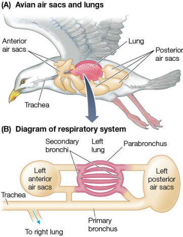 Refer to the figure showing the respiratory system in birds.   Based on the figure, which statement about the air sacs of birds is true? A)  Most air enters the lungs having by-passed the air sacs. B)  They are primarily unpaired. C)  They provide an extra gas exchange surface. D)  Air flows from the posterior air sacs into the lungs. E)  Only the posterior air sacs are connected to the lungs.