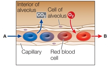 Refer to the figure.   This figure could represent a blood capillary in a(n)  _______.Blood at A has come most recently from the _______; blood at B is going most directly to the _______. A)  fish; heart; body B)  bird; body; heart C)  rabbit; heart; heart D)  insect; spiracle; air sac E)  human; heart; body