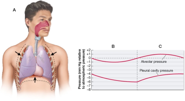 Refer to the figure.   The black arrows in part A show the direction of movement of the thoracic cavity and diaphragm.The process shown in part A is represented by the portion of the graph labeled _______, which corresponds to _______. A)  B; exhalation B)  B; contraction of internal intercostal muscles C)  C; inhalation D)  C; contraction of external intercostal muscles E)  C; exhalation