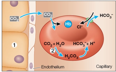 Refer to the figure.   This capillary could be in a(n)  _______.This is apparent because _______. A)  human intestine; carbon dioxide is diffusing from the tissue labeled 1 into the plasma of the capillary B)  human intestine; CO<sub>2</sub> is binding with hemoglobin and remaining in the red blood cell C)  human lung; the enzyme present at label 2 is catalyzing the reaction in which carbon dioxide and water are combined to form bicarbonate D)  human lung; the reaction at label 2 is being catalyzed by the enzyme called carbon dioxide hydrase E)  insect air sac; bicarbonate ions are entering the plasma in exchange for chloride ions