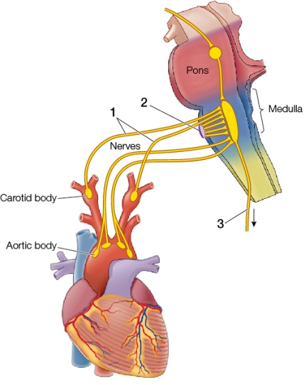 Refer to the figure showing feedback information that controls breathing in humans.   The nerves labeled 1 are _______; the structure labeled 2 senses the _______; and the nerve labeled 3 is _______. A)  sensory; O<sub>2</sub> content of the blood; a sensory nerve that goes to the heart B)  sensory; hydrogen ions in the cerebrospinal fluid; a motor nerve that stimulates the diaphragm to contract C)  sensory; N<sub>2</sub> content of the blood; a motor nerve that innervates the intercostal muscles D)  motor; O<sub>2</sub> content of the blood; a sensory nerve to the diaphragm E)  motor; pH of the blood; the phrenic nerve