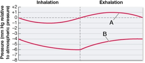 Refer to the figure.   Which curve represents alveolar pressure and which represents pleural cavity pressure? At what point in the breathing cycle is the pleural cavity pressure decreasing while the alveolar pressure is increasing?