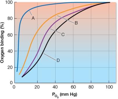 Refer to the figure.   Match the curves with what they represent from the following list: fetal hemoglobin, adult hemoglobin at pH 7.4, adult hemoglobin at pH 7.2, and myoglobin.Which curve could also represent adult hemoglobin with increased 2,3-bisphosphoglycerate (BPG), a metabolite of glycolysis?