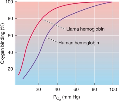 Refer to the figure showing the O<sub>2</sub>-binding/dissociation curves for human and llama hemoglobins.   South American camelids (i.e., llamas, alpacas, guanacos, and vicuñas) are native to the Andes Mountains.In the natural habitat of these mammals, more than 5,000 meters above sea level, the PO<sub>2</sub> is below 85 mm Hg, and the PO<sub>2</sub> in the camelids' lungs is about 50 mm Hg.The hemoglobins of these camelids are different from that of humans.Why would llama hemoglobin be advantageous at high altitudes?