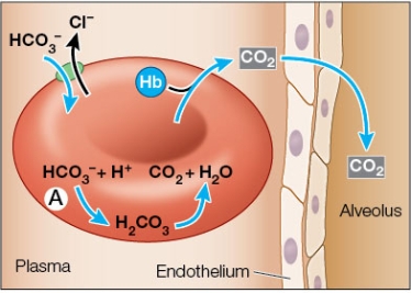 Refer to the figure showing how carbon dioxide is transported in the blood.   This process of carbon dioxide transport happens in what part of the body, and how do you know this? What is the name of the enzyme labeled A? When this red blood cell arrives at a capillary in the intestine, what reaction will the enzyme labeled A be catalyzing?