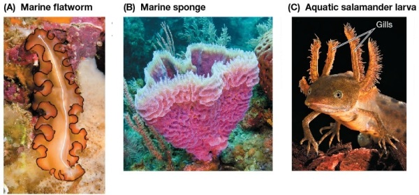 Refer to the figure.   Which organism is an aquatic invertebrate that lacks a specialized respiratory system, and how does it compensate for this? A)  A, only; its body is flattened and thin. B)  B, only; water enters through numerous pores and passes into water canals C)  C, only; its feathery external gills provide a large surface area for gas exchange D)  Both A and B; A has a flattened thin body and B brings water through numerous pores into water channels E)  A, B and C; A has a flattened thin body, B brings water through numerous pores into water channels, and C has feathery external gills providing a large surface area for gas exchange.