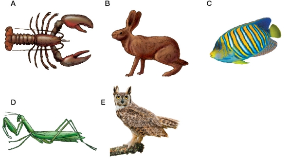 Refer to the figure.   As global climate change warms the air and water, which organism(s)  will be using a respiratory exchange medium with decreasing amounts of oxygen? A)  A only B)  A and C C)  A, C, and D D)  B only E)  B and E