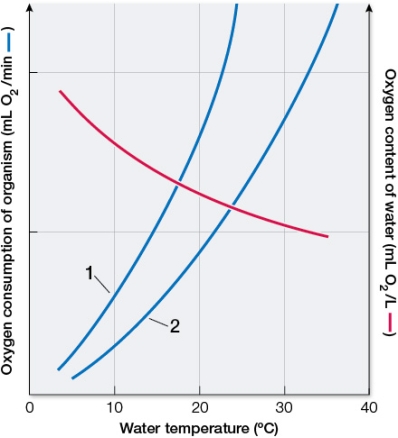 Refer to the figure showing oxygen consumption of an organism relative to water temperature.   The organism represented by blue line 1 could be a(n)  _______, and the organism represented by blue line 2 could be a(n)  _______. A)  resting fish; active fish B)  active fish; resting fish C)  resting seal; active seal D)  active seal; resting seal E)  fish; seal