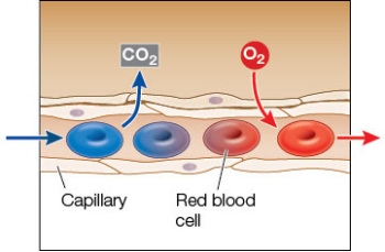 Refer to the figure.   This figure could represent a blood capillary in a A)  goldfish heart. B)  human heart. C)  rabbit lung. D)  grasshopper tracheole. E)  seagull air sac.