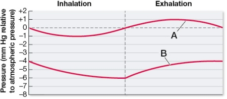 Refer to the figure.   Curve A corresponds to _______ pressure and curve B corresponds to _______ pressure.The graph indicates that exhalation requires _______ relative to atmospheric pressure. A)  alveolar; pleural cavity; positive pressure in the pleural cavity B)  alveolar; pleural cavity; positive pressure in the alveoli C)  pleural cavity; alveolar; positive pressure in the pleural cavity D)  pleural cavity; alveolar; negative pressure in the alveoli E)  thoracic cavity; pleural cavity; positive pressure in the thoracic cavity
