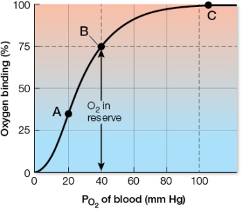 Refer to the graph.   When you are lying on the couch, point _______ on the graph would best represent the PO<sub>2</sub> in your leg muscles.When you have been running hard on a treadmill for 30 minutes, point _______ on the graph would best represent the PO<sub>2</sub> in your leg muscles.Oxygen is being released faster to your leg muscles when their PO<sub>2</sub> is at point _______ than when it is at either of the other two points on the graph. A)  A, B, B B)  B, C, B C)  B, A, A D)  C, B, B E)  C, A, A