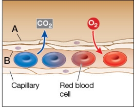 Refer to the figure showing a region in the human lung.   Surfactant can be found along the surface labeled _______, which is in an alveolus of the lung and serves to decrease the work necessary to inflate the lungs.
