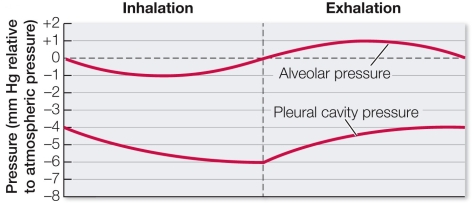 Refer to the graph showing pressures during breathing in humans.   Under normal circumstances, the pressure in your pleural cavity is negative relative to atmospheric pressure during inhalation, and _______ relative to atmospheric pressure during exhalation.