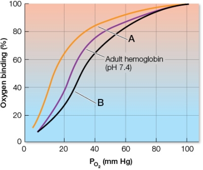 Refer to the graph.   When you are exercising hard, you are producing more CO<sub>2</sub> in your muscles than you are when resting.This causes a shift in the oxygen-binding/dissociation curve of your hemoglobin, with the new curve looking like the curve labeled _______ in the graph.