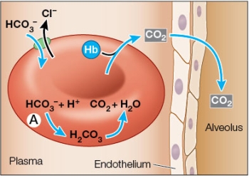 Refer to the figure showing how carbon dioxide is transported in the blood.   In this capillary in the lung, the enzyme labeled A is _______.