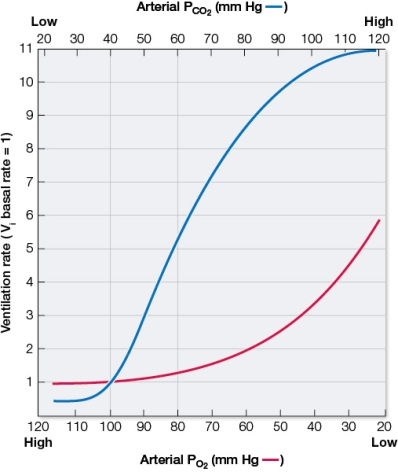 Refer to the graph showing ventilation rates in a human.   Based on the graph, an increase in arterial partial pressure of CO<sub>2</sub> increases a person's ventilation rate more than a(n) _______ in arterial partial pressure of O<sub>2</sub>.