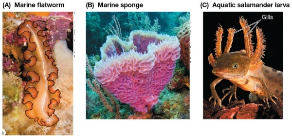 Refer to the figure showing three aquatic species.   Which organism(s)  is/are adapted for maximizing respiratory gas exchange by having a small path length (the variable L in Fick's law)  for diffusion of respiratory gases? A)  A only B)  B only C)  C only D)  A and B only E)  A, B, and C