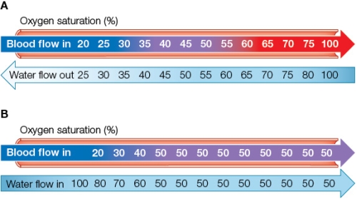 Refer to the figure showing models of concurrent and countercurrent gas exchange.   If you did an experiment in which you measured the oxygen saturation of the blood and water going through a gill in goldfish, your results would look most like panel _______, because _______. A)  A; fish have an efficient concurrent flow pattern of blood and water through their gills B)  B; fish have an efficient concurrent flow pattern of blood and water through their gills C)  A; fish have a flow pattern through their gills that optimizes the PO<sub>2</sub> gradient between water and blood D)  B; fish have a flow pattern through their gills that optimizes the PO<sub>2</sub> gradient between water and blood E)  B; fish have a countercurrent flow pattern of blood and water through their gills