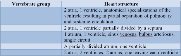 Refer to the table.   Complete the table by correctly matching adult vertebrate groups to their heart structures, from first row to last row. A)  Crocodilians, water-breathing fishes, mammals, birds, turtles B)  Amphibians, birds, water-breathing fishes, turtles, lungfishes C)  Lungfishes, turtles, water-breathing fishes, crocodilians, amphibians D)  Amphibians, turtles, water-breathing fishes, lungfishes, crocodilians E)  Water-breathing fishes, lungfishes, amphibians, crocodilians, turtles