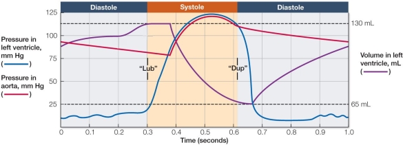 Refer to the figure, which shows the cardiac cycle in mammals.   During the cardiac cycle, the blood pressure in the aorta is at a minimum A)  at the end of systole. B)  in the middle of diastole. C)  at the beginning of diastole. D)  when the  dup  sound can be heard with a stethoscope. E)  when the volume of blood in the ventricles is at its maximum.