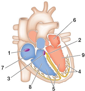 Refer to the figure.   What are the names of the structures labeled 2 and 4, respectively? A)  Bundle of His; atrioventricular node B)  Bundle of His; Purkinje fibers C)  Purkinje fibers; sinoatrial node D)  Sinoatrial node; atrioventricular node E)  Purkinje fibers; Bundle of His