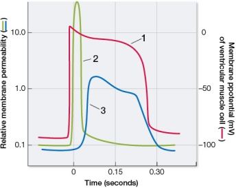 Refer to the graph, which shows ventricular muscle fiber membrane activity.   Which statement about the graph is false? A)  The activity shown in curve 1 is initiated by the opening of voltage-gated sodium channels. B)  Curve 1 depicts an action potential for ventricular muscle. C)  The extended plateau of curve 1 is due to sustained opening of voltage-gated calcium channels. D)  The activity shown in curve 2 depicts the relative permeability of the membrane to sodium ions. E)  The activity shown in curve 3 depicts the relative permeability of the membrane to potassium ions.