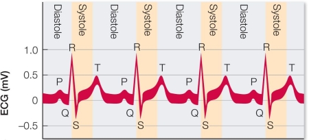 Refer to the figure, which shows an electrocardiogram (ECG) .   In the (ECG)  of a normal cardiac cycle, which peak or trough corresponds to the relaxation of the ventricles? A)  P B)  Q C)  R D)  S E)  T